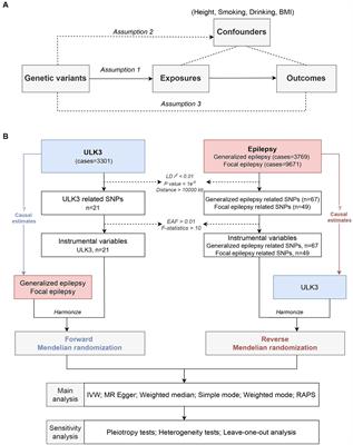 Genetic associations between ULK3 and epilepsy: a two-sample Mendelian randomization study